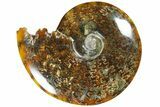 Polished Ammonite (Cleoniceras) Fossil - Madagascar #185482-1